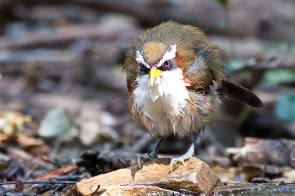 Een Close Shot Van Een Schattige Vogel — Stockfoto