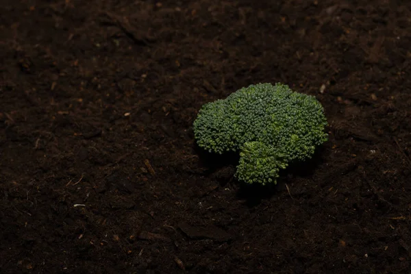Grüne Pflanze Wächst Boden — Stockfoto