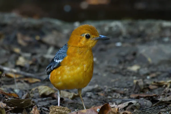 Nahaufnahme Des Kleinen Vogels — Stockfoto