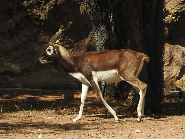 Ein Junges Reh Zoo — Stockfoto