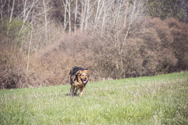 草の中の雄ライオン — ストック写真