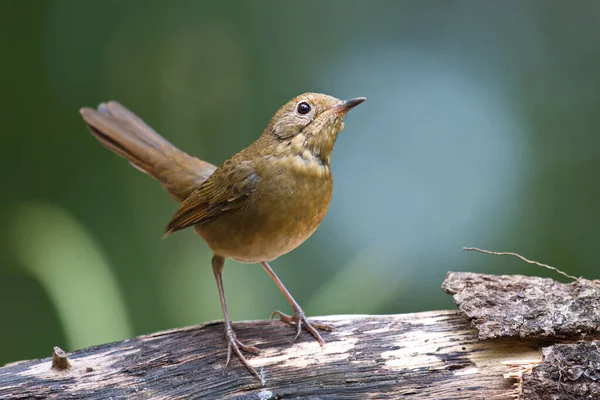 Mooie Vogel Een Tak — Stockfoto