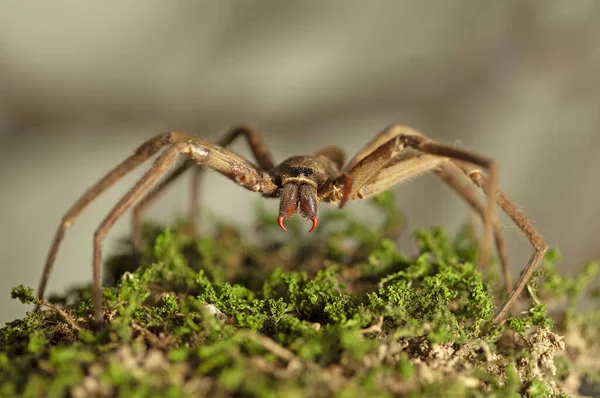 Primer Plano Una Araña Sobre Fondo Blanco — Foto de Stock