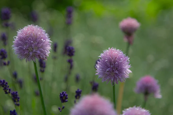 Beautiful Flowers Garden — Stock Photo, Image