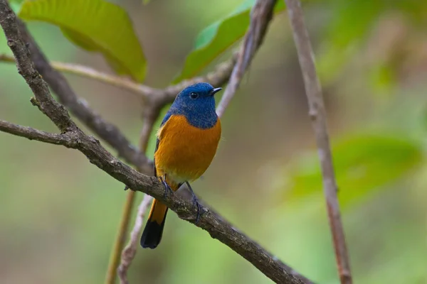 Een Vogel Zit Een Tak — Stockfoto