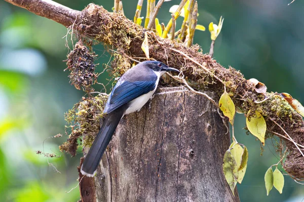 Een Vogel Zit Een Tak Van Een Boom — Stockfoto