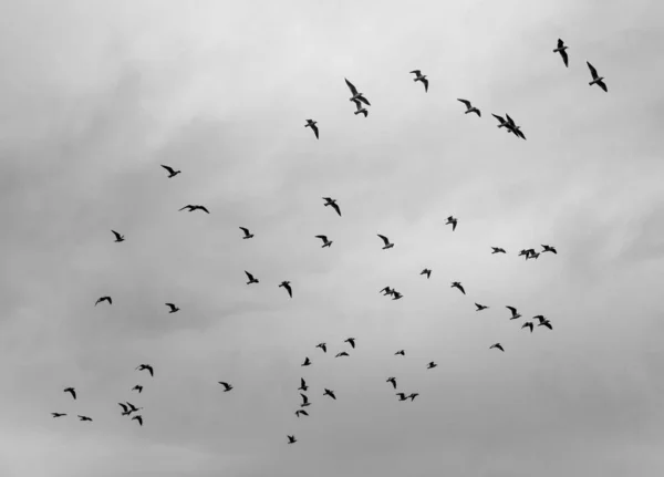 Bandada Aves Volando Cielo — Foto de Stock