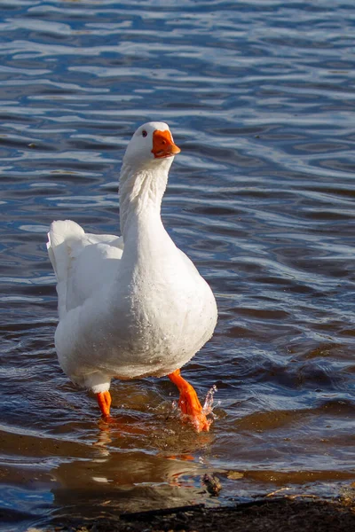 Labuť Bílá Jezeře — Stock fotografie