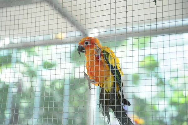 Papagaio Sentado Uma Gaiola — Fotografia de Stock