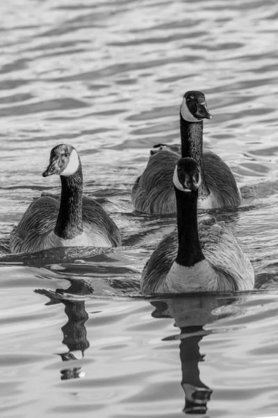 Canard Noir Blanc Dans Eau — Photo