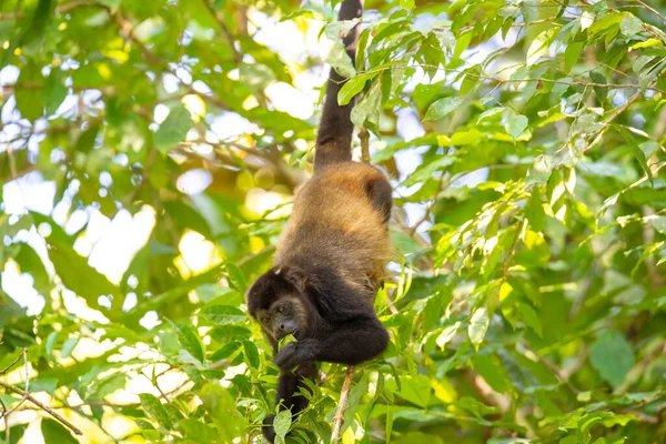 Ormandaki Maymun — Stok fotoğraf