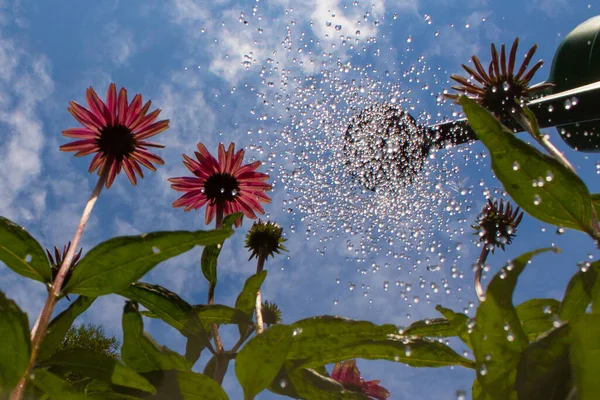 Mooi Botanisch Schot Natuurlijk Behang — Stockfoto