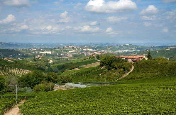 Kilátás Nyílik Szőlő Chianti Régióban Alföld — Stock Fotó