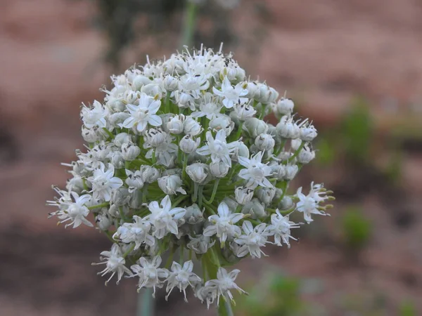 Fiori Bianchi Giardino — Foto Stock