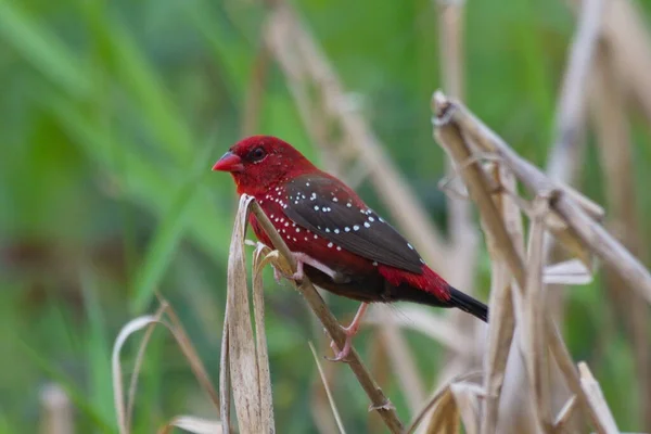 Primer Plano Pájaro Pecho Rojo — Foto de Stock