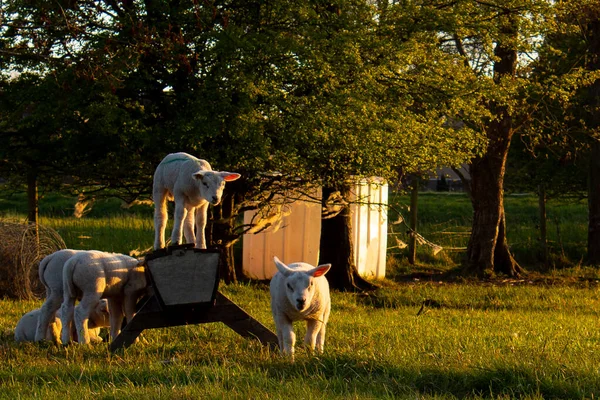 Troupeau Vaches Qui Paissent Dans Prairie — Photo