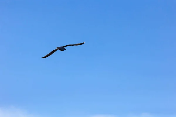 Schöner Vogel Fliegt Den Himmel — Stockfoto