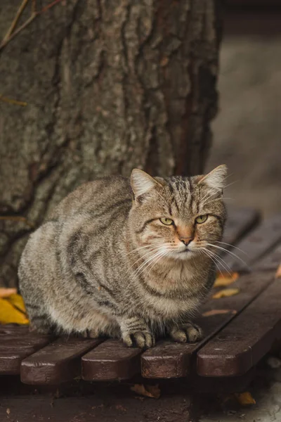 Кіт Підлозі — стокове фото