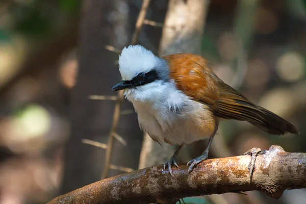 Vue Rapprochée Petit Oiseau — Photo