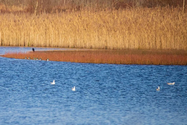 Belle Vue Sur Lac Dans Soirée — Photo