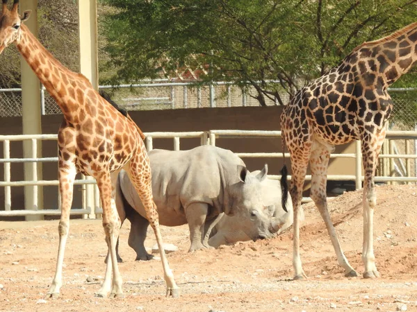 Girafas Zoológico — Fotografia de Stock