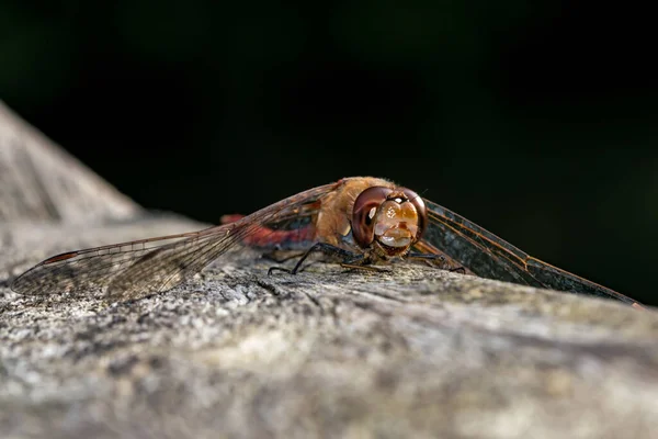 Primer Plano Una Hermosa Mariposa — Foto de Stock