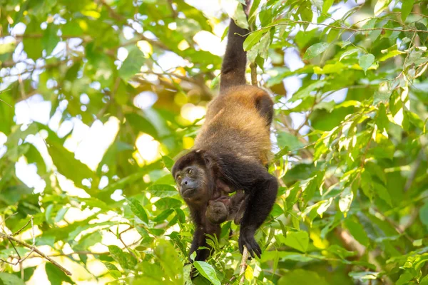 Macaco Floresta — Fotografia de Stock