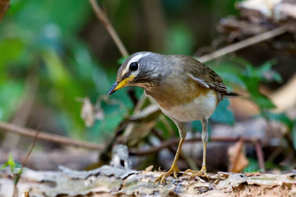 Close Van Een Vogel — Stockfoto