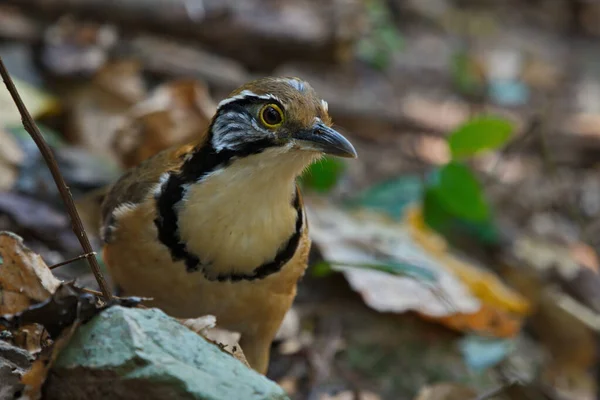 Nahaufnahme Des Kleinen Vogels — Stockfoto