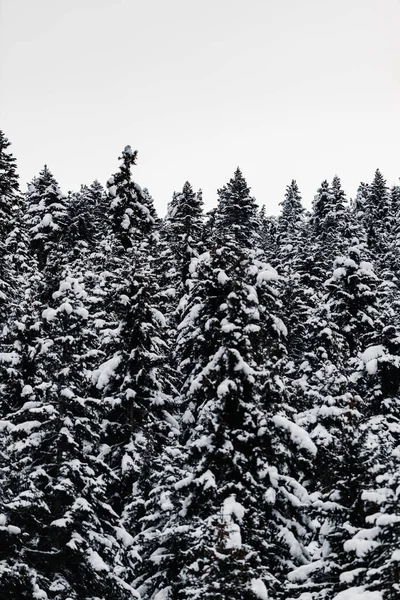 Vinterlandskap Med Snötäckta Träd — Stockfoto