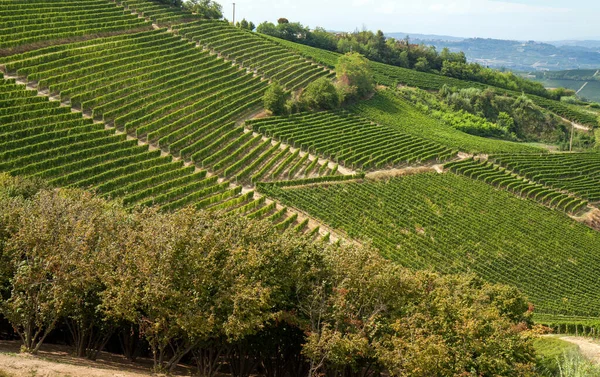 Vinhas Região Chianti Toscana Itália — Fotografia de Stock