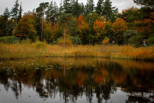 Podzimní Krajina Stromy Odrazy — Stock fotografie