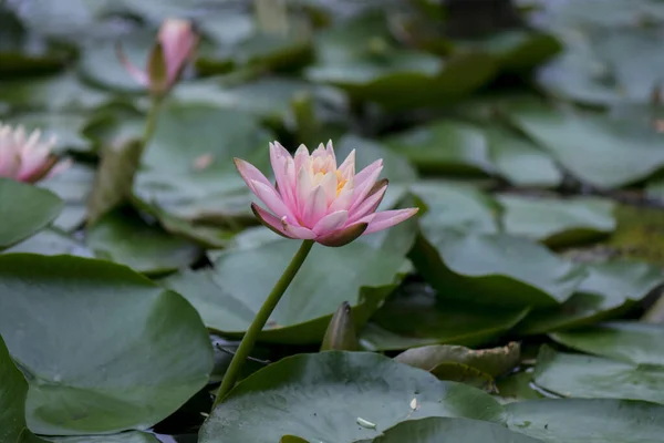 Belle Fleur Lotus Dans Étang — Photo