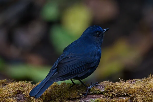 Closeup Shot Black Headed Blackbird Perched Branch — Stock Photo, Image