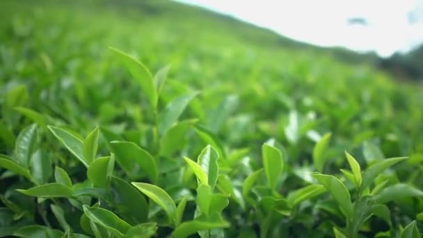 Plantacja Zielonej Herbaty Rano — Wideo stockowe