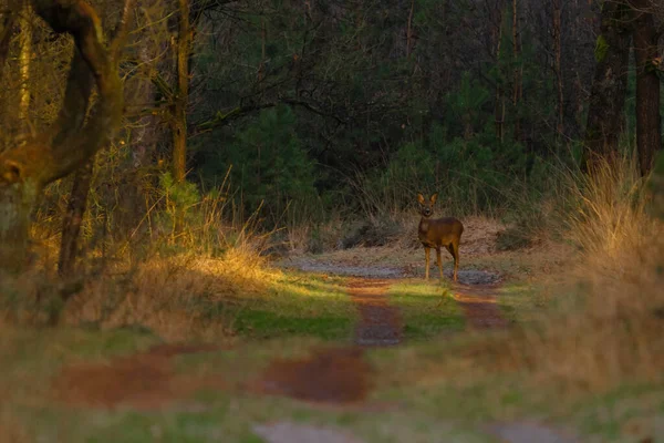 Ciervos Bosque — Foto de Stock