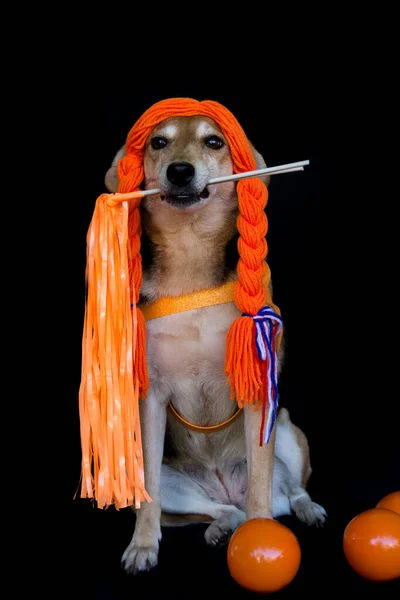 Bonito Cão Com Laranja Chapéu Preto Fundo Vermelho — Fotografia de Stock