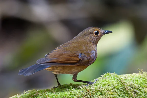 Primo Piano Bellissimo Uccello — Foto Stock