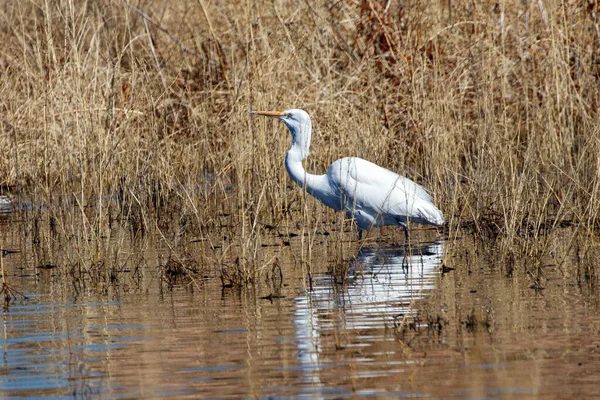 Grande Egret Água — Fotografia de Stock