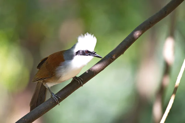 Κοντινή Προβολή Του Μικρού Πτηνού — Φωτογραφία Αρχείου