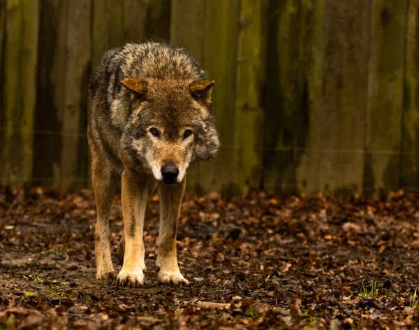 Een Close Shot Van Een Wolf Het Bos — Stockfoto