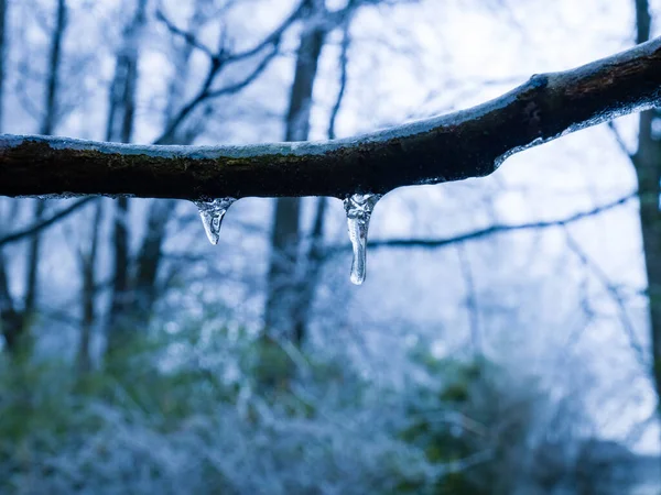 Eiszapfen Baum Wald — Stockfoto