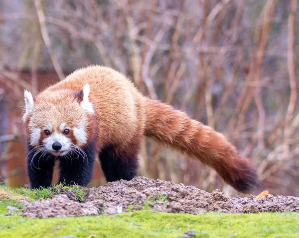 Röd Panda Skogen — Stockfoto