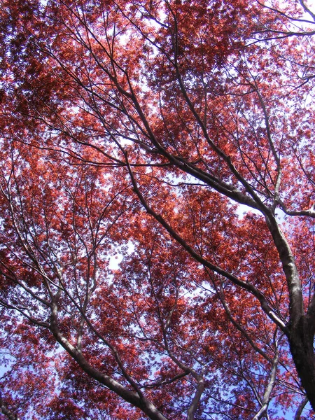 Красивые Осенние Листья Осенний Сезон — стоковое фото