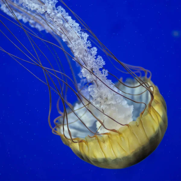 Medúza Tengerben — Stock Fotó