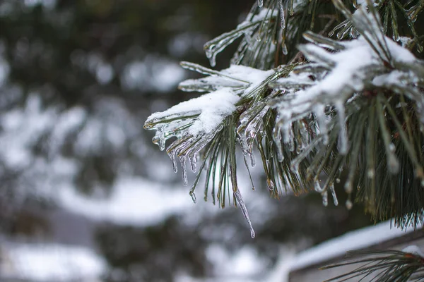 Vacker Vinterskog Natur Snö Gran Frost Tall Grön Vit Blå — Stockfoto