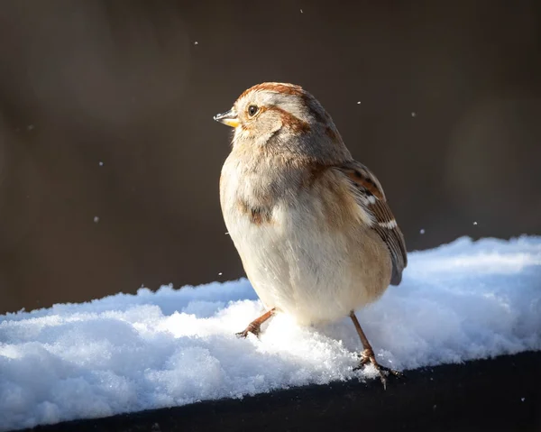 Moineau Dans Neige — Photo