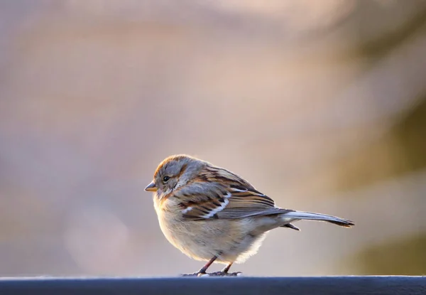 Ein Vogel Sitzt Auf Einem Ast — Stockfoto