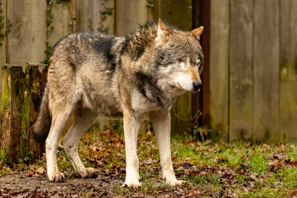 Wolf Het Bos — Stockfoto