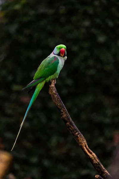 Nahaufnahme Eines Papageien Mit Grüner Brust Der Auf Einem Ast — Stockfoto